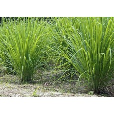 Herb Lemon Grass (20 Seeds) Herb Lemon Grass (20 Seeds)