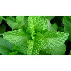 Herb Pepper Mint (50 Seeds) Herb Pepper Mint (50 Seeds)