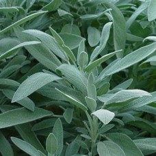 Herb Sage (50 Seeds) Herb Sage (50 Seeds)
