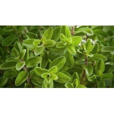 Herb Oregano (50 Seeds) Herb Oregano (50 Seeds)