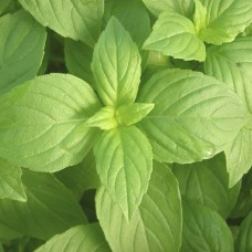 Herb Lemon Basil (50 Seeds) Herb Lemon Basil (50 Seeds)