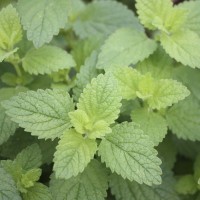 Herb Lemon Balm (50 Seeds) Herb Lemon Balm (50 Seeds)
