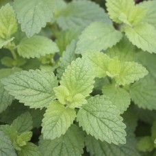 Herb Lemon Balm (50 Seeds) Herb Lemon Balm (50 Seeds)