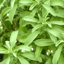 Herb Stevia Seeds (100 Seeds) Herb Stevia Seeds (100 Seeds)