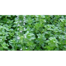 Herb Thyme (50 Seeds) Herb Thyme (50 Seeds)