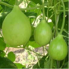 Bottle Gourd Round Hybrid (30 Seeds) Bottle Gourd Round Hybrid (30 Seeds)