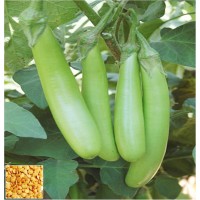 Brinjal Green Long Hybrid (100 Seeds) Brinjal Green Long Hybrid (100 Seeds)