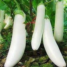Brinjal White Long Hybrid (50 Seeds) Brinjal White Long Hybrid (50 Seeds)