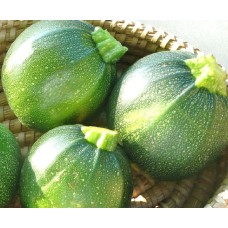 Zucchini Squash Round Hybrid (20 Seeds) Zucchini Squash Round Hybrid (20 Seeds)