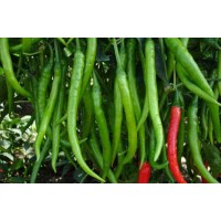 Chili F1 Hybrid (20+ Seeds) Chili F1 Hybrid (20+ Seeds)