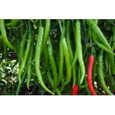 Chili F1 Hybrid (20+ Seeds) Chili F1 Hybrid (20+ Seeds)