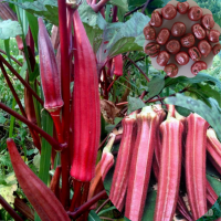 Red Okra Hybrid (30 Seeds) Red Okra Hybrid (30 Seeds)