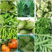 Best Selling Seeds Kit pack of 10 Best Selling Seeds Kit pack of 10