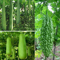 Climber Vegetable Seeds Pack of 3 Climber Vegetable Seeds Pack of 3