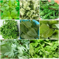 Leafy vegetable seeds - pack of 8 Leafy vegetable seeds - pack of 8