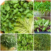 Microgreen Seeds Pack of 5 Microgreen Seeds Pack of 5
