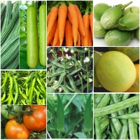Vegetable seeds kit pack of 12 Vegetable seeds kit pack of 12