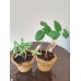 Little Gardeners Kit for Kids Little Gardeners Kit for Kids