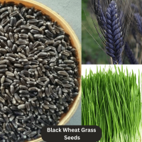 Microgreen Black Wheat Grass Seeds (100 Grams) Microgreen Black Wheat Grass Seeds (100 Grams)