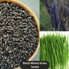 Microgreen Black Wheat Grass Seeds (100 Grams) Microgreen Black Wheat Grass Seeds (100 Grams)