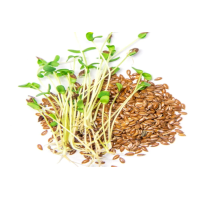 Microgreen Flax Seeds (100 Grms) Microgreen Flax Seeds (100 Grms)