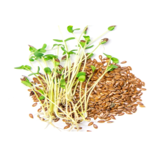 Microgreen Flax Seeds (100 Grms) Microgreen Flax Seeds (100 Grms)