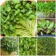 Microgreens Microgreens