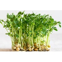 Microgreen Green Peas Seeds (100 Grms) Microgreen Green Peas Seeds (100 Grms)