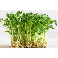 Microgreen Green Peas Seeds (100 Grms) Microgreen Green Peas Seeds (100 Grms)