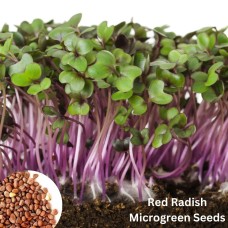 Microgreen Red Radish Seeds (100 Grms) Microgreen Red Radish Seeds (100 Grms)
