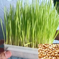 Microgreen Wheat Grass Seeds (100 Grams) Microgreen Wheat Grass Seeds (100 Grams)