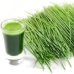 Microgreen Black Wheat Grass Seeds (100 Grams) Microgreen Black Wheat Grass Seeds (100 Grams)