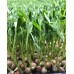 Microgreen Green Peas Seeds (100 Grms) Microgreen Green Peas Seeds (100 Grms)