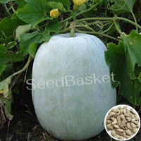 Ash Gourd (50 Seeds) Ash Gourd (50 Seeds)