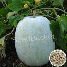 Ash Gourd (50 Seeds) Ash Gourd (50 Seeds)