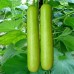 Bottle Gourd Non-Hybrid (23 Seeds) Bottle Gourd Non-Hybrid (23 Seeds)