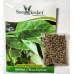Bachali/Malabar Spinach(350+ Seeds) Bachali/Malabar Spinach(350+ Seeds)