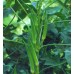 Bhendi/Okra Non-Hybrid (80 Seeds) Bhendi/Okra Non-Hybrid (80 Seeds)