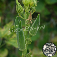 Bhendi/Okra Non-Hybrid (80 Seeds) Bhendi/Okra Non-Hybrid (80 Seeds)