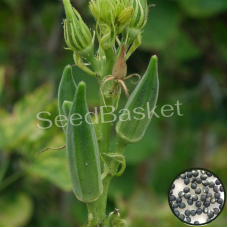 Bhendi/Okra Non-Hybrid (80 Seeds) Bhendi/Okra Non-Hybrid (80 Seeds)