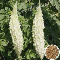 White Bitter Gourd (30 Seeds)