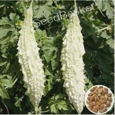 White Bitter Gourd (30 Seeds) White Bitter Gourd (30 Seeds)