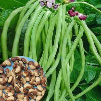 Cowpea (30 Seeds) Cowpea (30 Seeds)