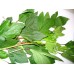 Sorrel Leaves(Gongura Red) (300+ Seeds) Sorrel Leaves(Gongura Red) (300+ Seeds)