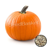 Pumpkin ( 25 seeds) Pumpkin ( 25 seeds)
