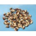 Cowpea (30 Seeds) Cowpea (30 Seeds)