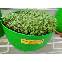 Siri kura (1400+ Seeds) Siri kura (1400+ Seeds)