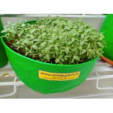 Siri kura (1400+ Seeds) Siri kura (1400+ Seeds)