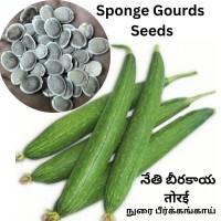 Sponge Gourd (Nethi Bheera) (40 Seeds) Sponge Gourd (Nethi Bheera) (40 Seeds)