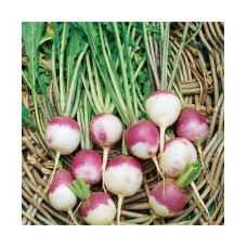 Turnip Purple Top (100 Seeds)